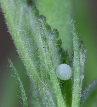 Common Checkered-Skipper 
Egg